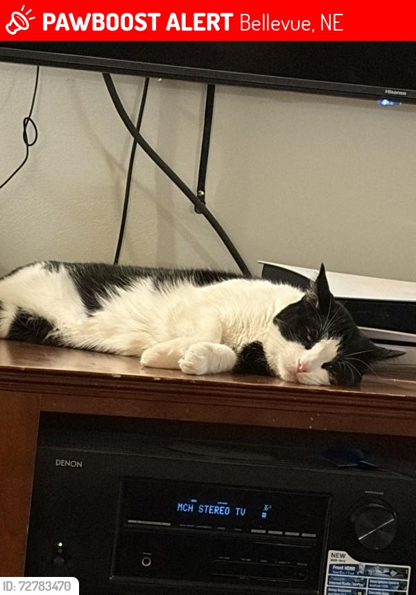 Lost Male Cat last seen Harrison, saint johns cemetery , Bellevue, NE 68147