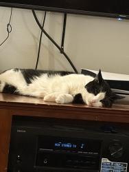 Lost Male Cat last seen Harrison, saint johns cemetery , Bellevue, NE 68147