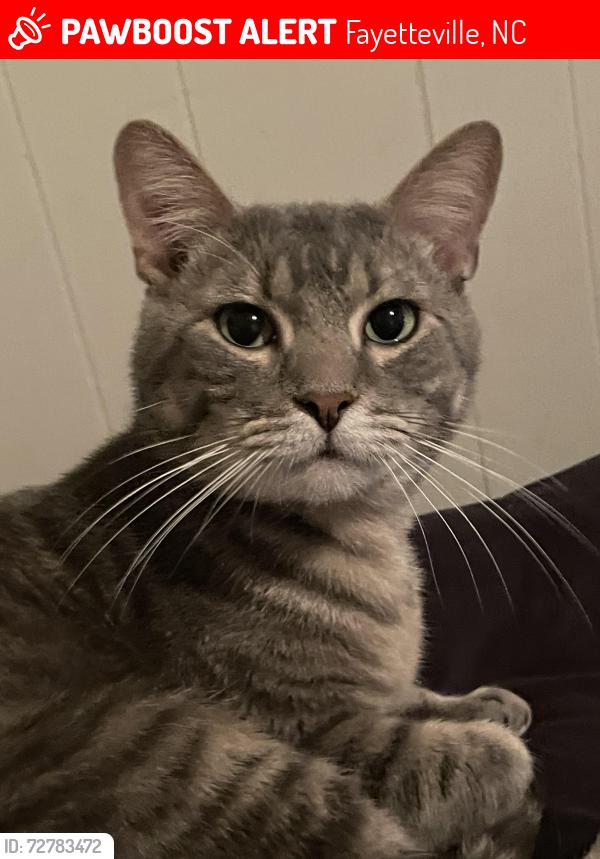Lost Male Cat last seen Alamance RD, Fayetteville, NC 28304