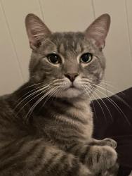 Lost Male Cat last seen Alamance RD, Fayetteville, NC 28304