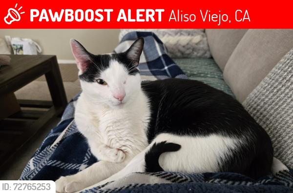 Lost Male Cat last seen Deerhust and pacific park (canyon villas), Aliso Viejo, CA 92656