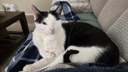 Lost Male Cat last seen Deerhust and pacific park (canyon villas), Aliso Viejo, CA 92656