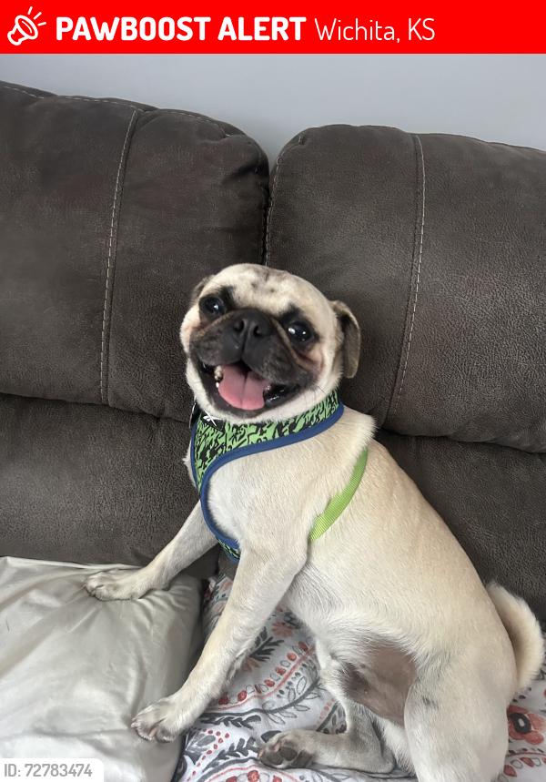 Lost Male Dog last seen Ridge , Wichita, KS 67212