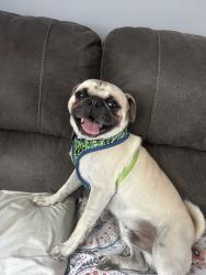 Lost Male Dog last seen Ridge , Wichita, KS 67212