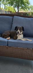 Lost Male Dog last seen Hwy 34 and i26, Newberry, SC 29018