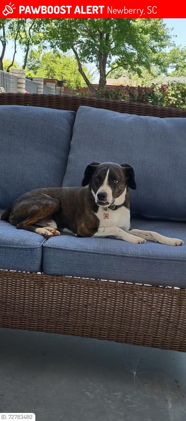 Lost Male Dog last seen Hwy 34 and i26, Newberry, SC 29018