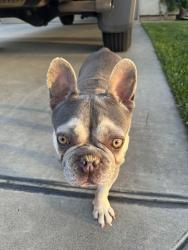 Found/Stray Unknown Dog last seen Gallo park , Livingston, CA 95334
