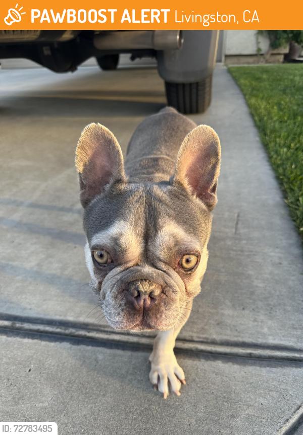 Found/Stray Unknown Dog last seen Gallo park , Livingston, CA 95334