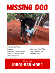 Lost Male Dog last seen Maupin ave around 6pm, Baldwin Park, CA 91706