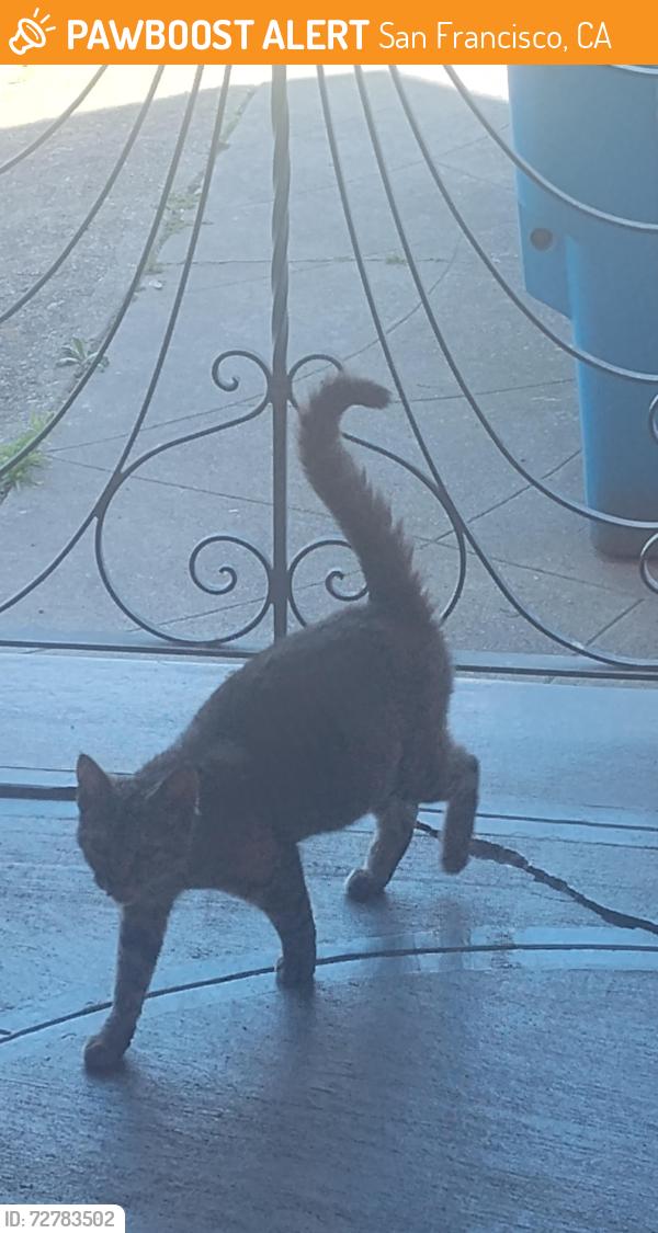 Found/Stray Unknown Cat last seen Dartmouth Street, San Francisco, California, San Francisco, CA 94134