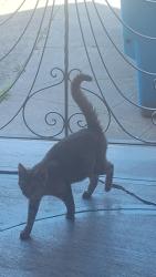 Found/Stray Unknown Cat last seen Dartmouth Street, San Francisco, California, San Francisco, CA 94134
