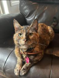 Lost Female Cat last seen mill plain, Vancouver, WA 98664