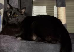 Lost Male Cat last seen Near Hobson Ln. Denton, TX , Denton, TX 76205