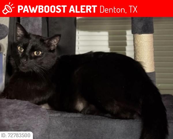 Lost Male Cat last seen Near Hobson Ln. Denton, TX , Denton, TX 76205