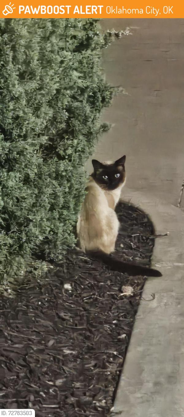 Found/Stray Unknown Cat last seen In the Red Robin Parking lot, Oklahoma City, OK 73134