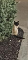 Found/Stray Unknown Cat last seen In the Red Robin Parking lot, Oklahoma City, OK 73134