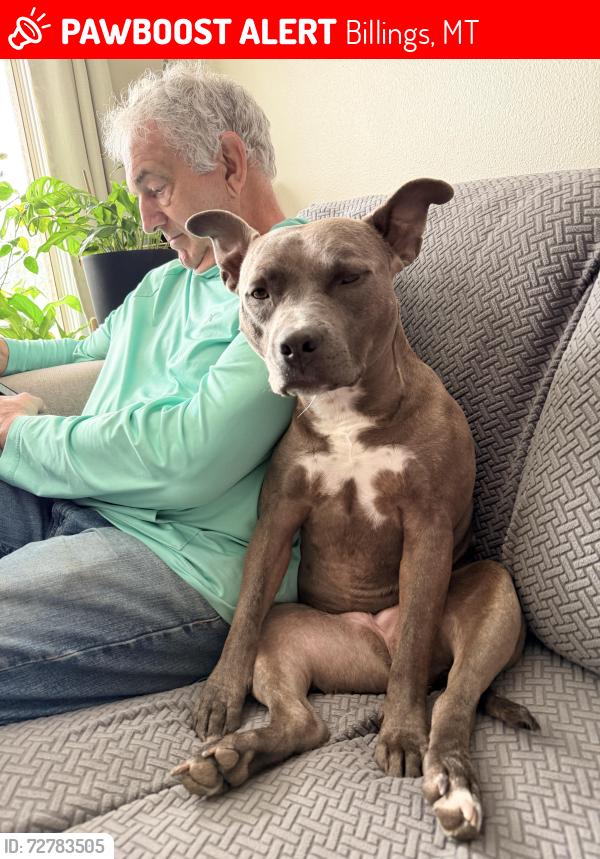 Lost Female Dog last seen Calico and senora, Billings, MT 59105
