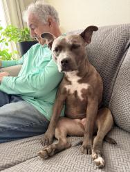 Lost Female Dog last seen Calico and senora, Billings, MT 59105