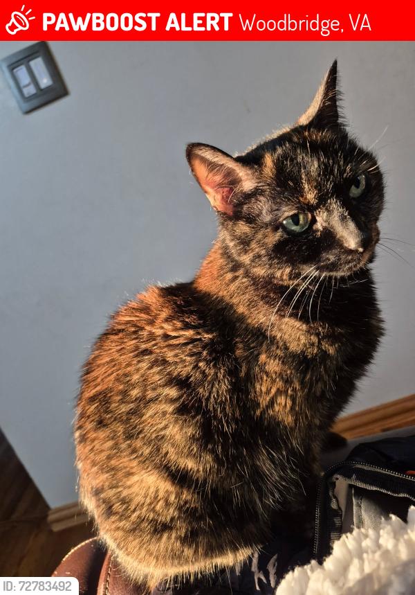 Lost Female Cat last seen Mt. Burnside, Woodbridge, VA 22192