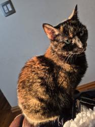 Lost Female Cat last seen Mt. Burnside, Woodbridge, VA 22192