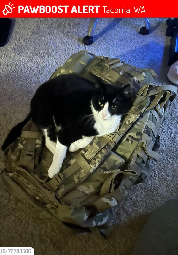 Lost Male Cat last seen Carriage hse apmt Complex, Tacoma, WA 98466