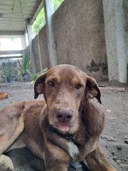 Lost Male Dog last seen Rua 71 entre 32 e av 2/ praça da 70, Itaipuaçu, RJ 