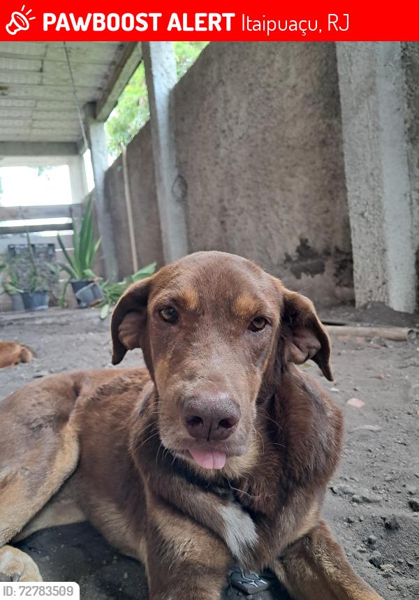 Lost Male Dog last seen Rua 71 entre 32 e av 2/ praça da 70, Itaipuaçu, RJ 