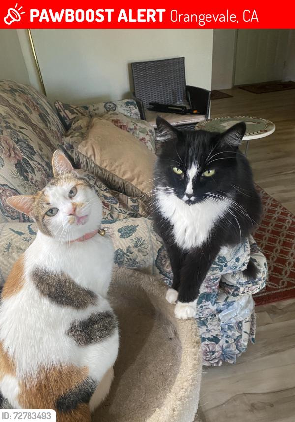 Lost Female Cat last seen Filbert and Terramore dr, Orangevale, CA 95662