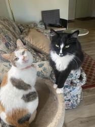 Lost Female Cat last seen Filbert and Terramore dr, Orangevale, CA 95662