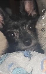 Lost Female Dog last seen Indio high school, Indio, CA 92201