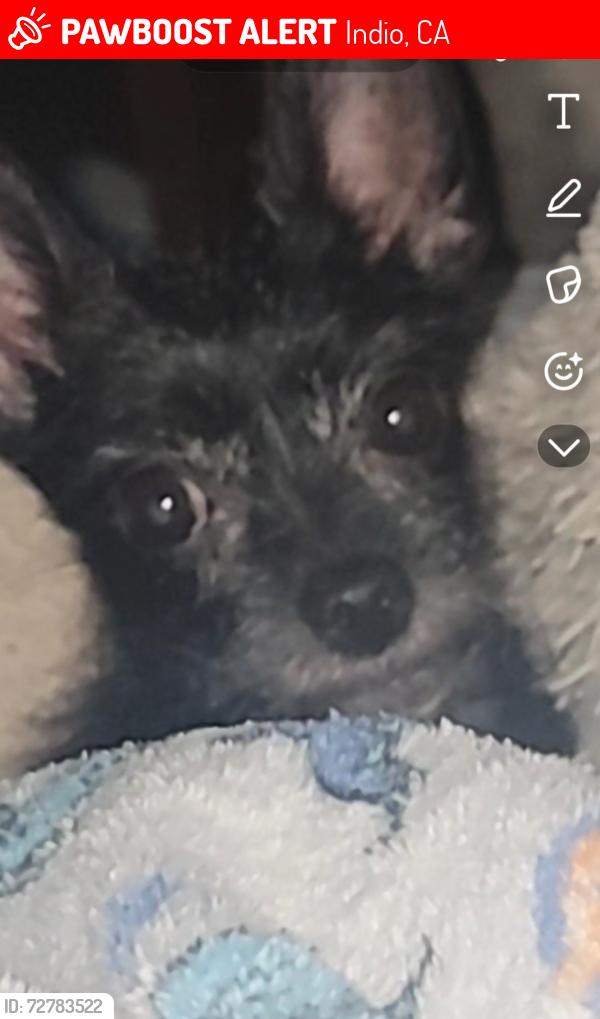Lost Female Dog last seen Indio high school, Indio, CA 92201
