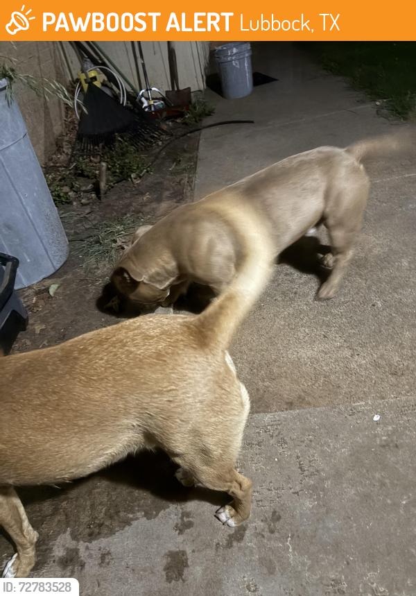 Found/Stray Male Dog last seen 60th and Knoxville, Lubbock, TX 79413