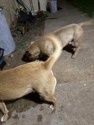 Found/Stray Male Dog last seen 60th and Knoxville, Lubbock, TX 79413