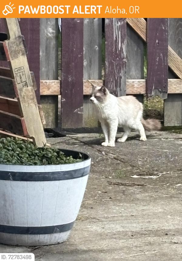 Found/Stray Unknown Cat last seen 167th and Blanton St, Aloha, OR 97007