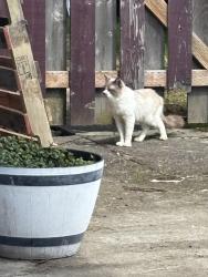 Found/Stray Unknown Cat last seen 167th and Blanton St, Aloha, OR 97007