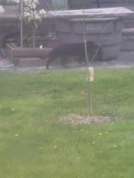 Found/Stray Unknown Cat last seen 180st and 58a, Surrey, BC V3S 1N6