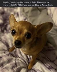 Lost Female Dog last seen Riggs and Higley, Gilbert, AZ 85298