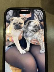 Lost Female Dog last seen Water and Anaheim BLVD, Anaheim, CA 92805