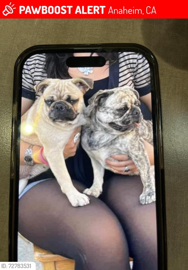 Lost Female Dog last seen Water and Anaheim BLVD, Anaheim, CA 92805