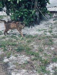 Found/Stray Unknown Cat last seen Grape & California, Port St. Lucie, FL 34953