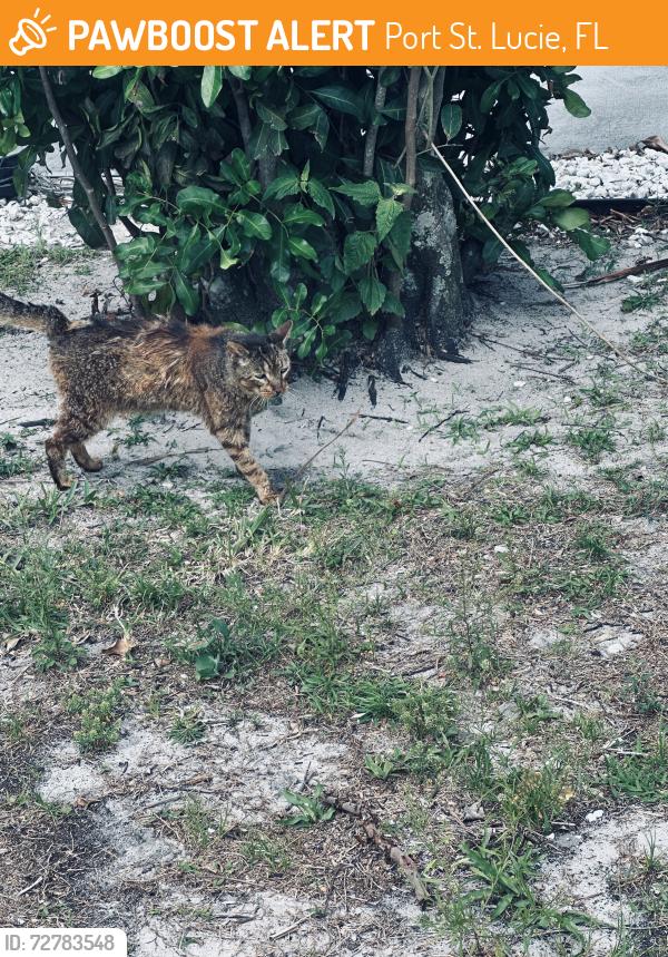 Found/Stray Unknown Cat last seen Grape & California, Port St. Lucie, FL 34953