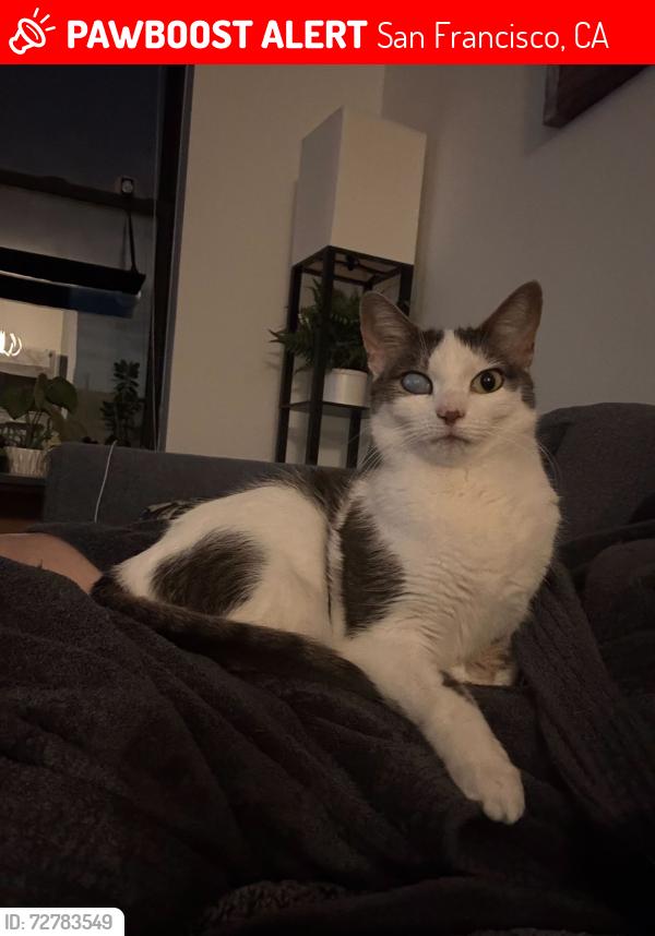 Lost Female Cat last seen 23rd Street and Kansas. In Potrero Court building., San Francisco, CA 94107