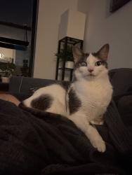 Lost Female Cat last seen 23rd Street and Kansas. In Potrero Court building., San Francisco, CA 94107