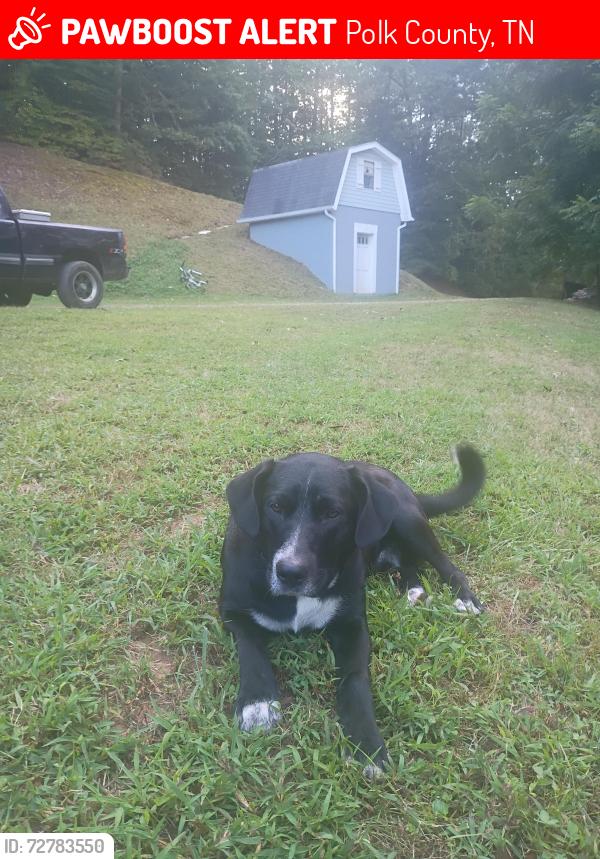 Lost Male Dog last seen Stansbury mountain turtletown tn 37391, Polk County, TN 37391