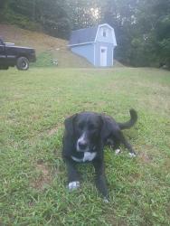 Lost Male Dog last seen Stansbury mountain turtletown tn 37391, Polk County, TN 37391