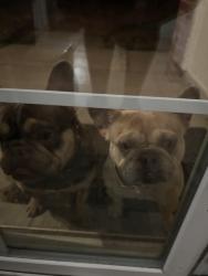 Found/Stray Unknown Dog last seen Lyman Dutton and Montwood , El Paso, TX 79938