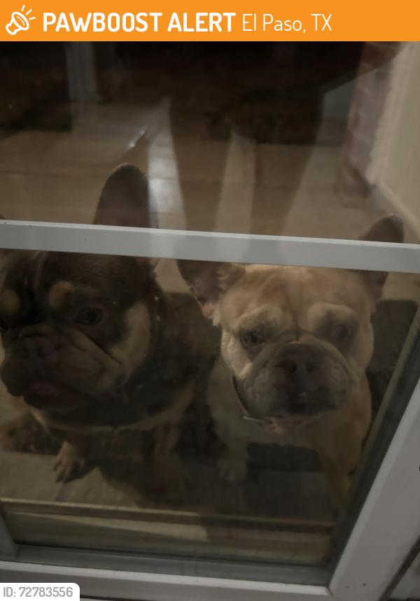 Found/Stray Unknown Dog last seen Lyman Dutton and Montwood , El Paso, TX 79938