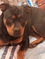 Lost Male Dog last seen South B st and 3rd street, Perris, CA 92570