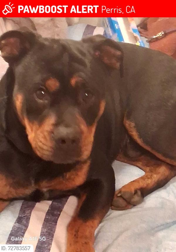 Lost Male Dog last seen South B st and 3rd street, Perris, CA 92570