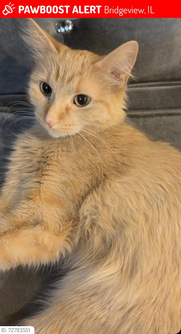 Lost Female Cat last seen Harlem Ave & 87th St, Bridgeview, IL 60455